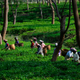 Tea-India-Assam